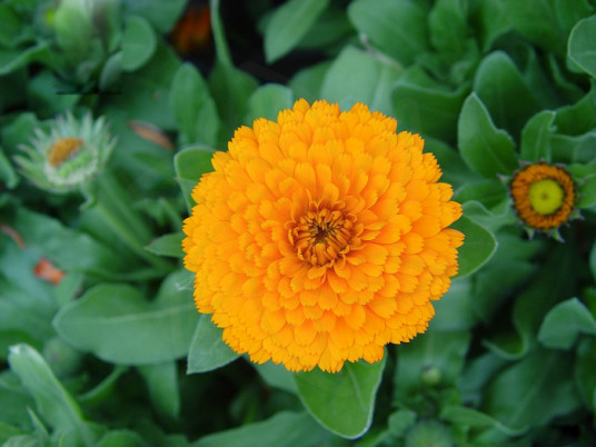 calendula extract powder,Lutein,xanthophyll