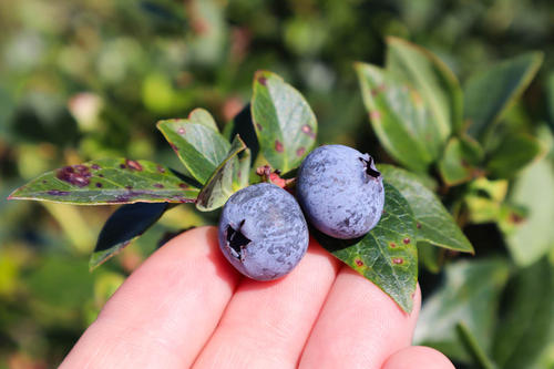 blue berry /Vaccinium myrtillus Anthocyanins 25%