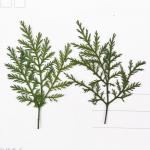 Artemisia Annua Leaves Crude Medicine