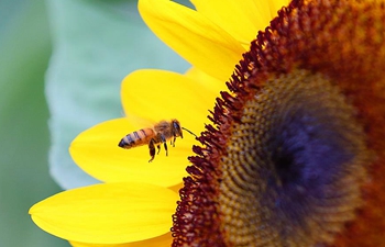 Sunflower pollen, organic pollen Sunflower pollen, organic pollen