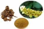 Coleus forskohlii extract Forskolin  