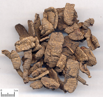 Morinda Root