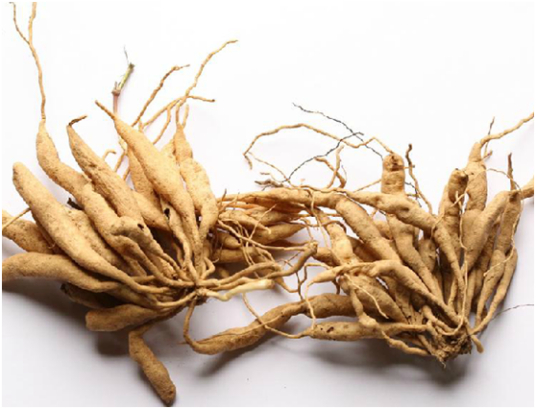 Stemona Root Extract