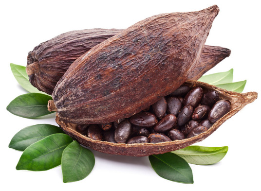 cocoa extract powder Theobromine