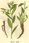 Gromwell Root