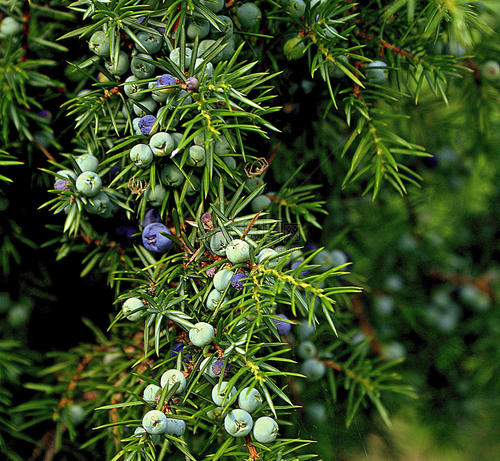 juniper berry extract powder