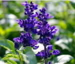 Clary sage,Dried sage leaf Clary sage,Dried sage leaf
