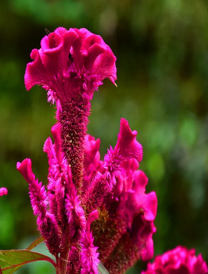 Cockscomb flower dried Cockscomb flower dried